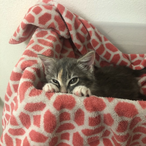 Kittens ๐ป๐ป๐ป - Picture 14 of 16